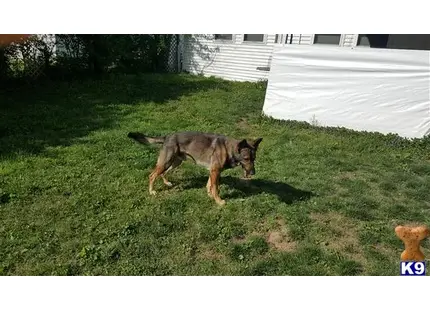 a german shepherd dog running in a yard
