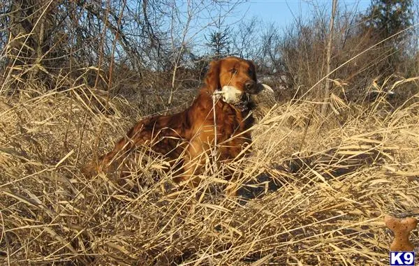 Golden Retriever stud dog