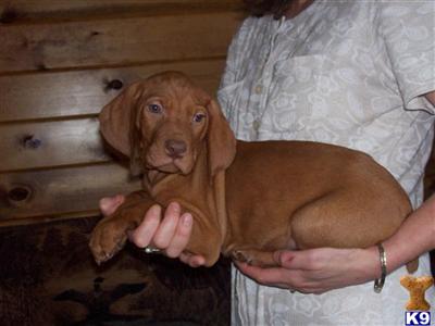 vizsla puppies for sale michigan vizsla puppy for sale michigan vizsla puppies 8 years vizsla puppies for sale michigan vizsla puppy for sale michigan vizsla puppies 8 years