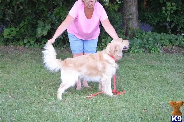 Golden Retriever stud dog