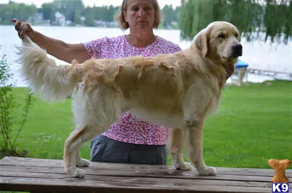 Golden Retriever stud dog