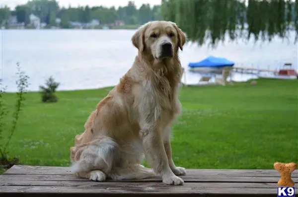 Golden Retriever stud dog