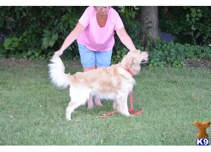 Golden Retriever