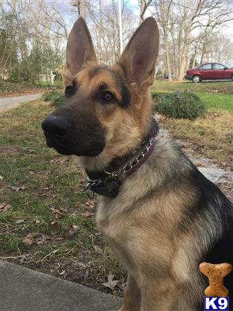 a german shepherd dog sitting on grass