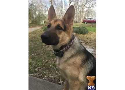 German Shepherd