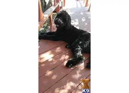 a black goldendoodles dog lying on a wooden floor
