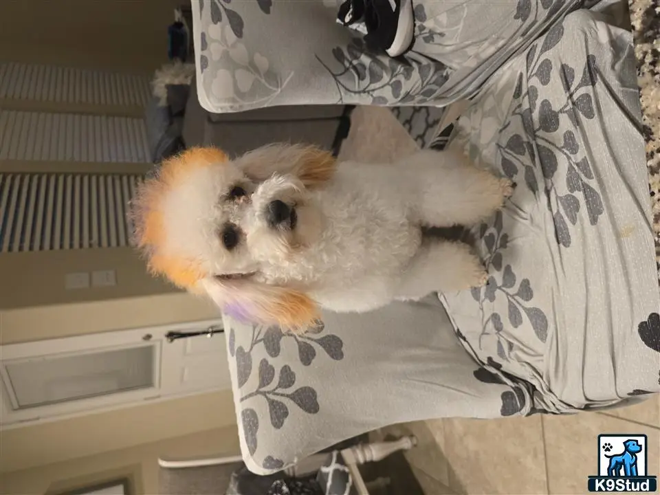 Poodle stud dog: a poodle dog lying on a bed