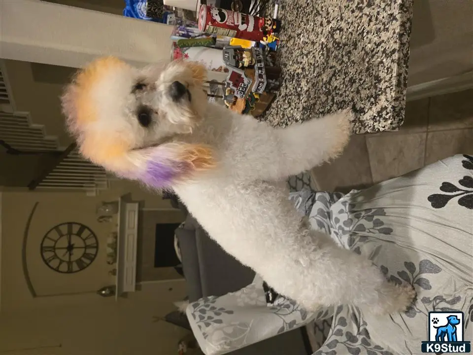 Poodle stud dog: a poodle dog lying on a bed