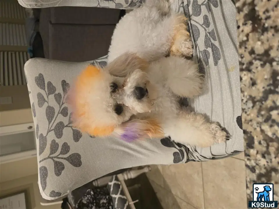 Poodle stud dog: a poodle dog lying on a chair