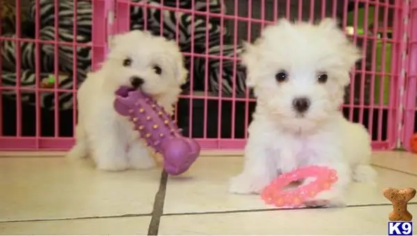 Maltese puppy for sale