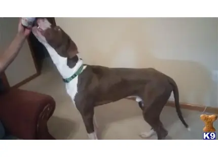 Great Dane