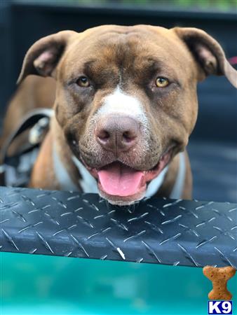 a american staffordshire terrier dog with its tongue out