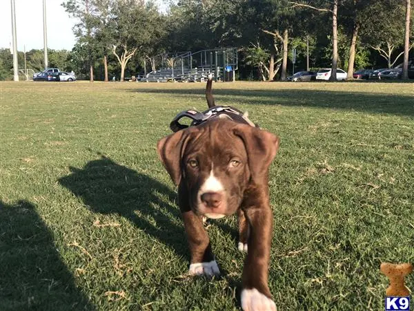 American Staffordshire Terrier stud dog