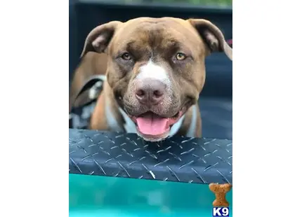 a american staffordshire terrier dog with its tongue out