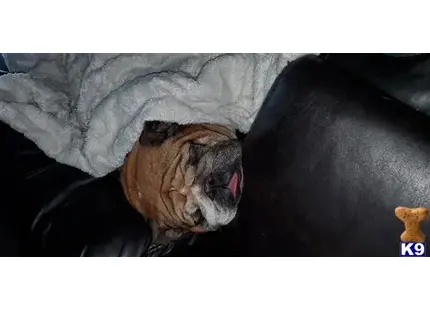 a english bulldog dog lying on a couch