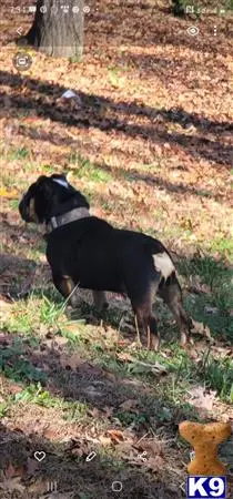 English Bulldog stud dog