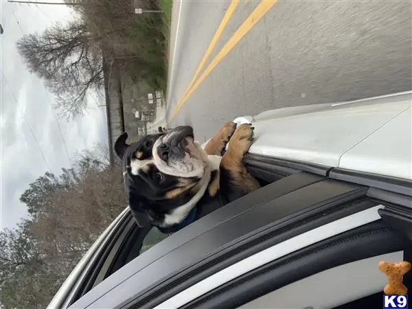 English Bulldog stud dog