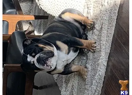 a english bulldog dog lying on a chair