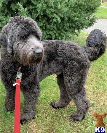 Goldendoodles stud dog