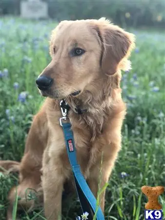 Golden Retriever stud dog