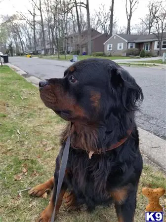 Rottweiler stud dog