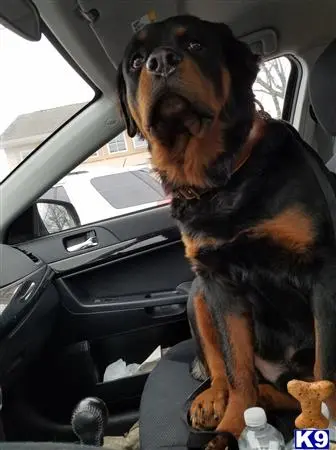 Rottweiler stud dog