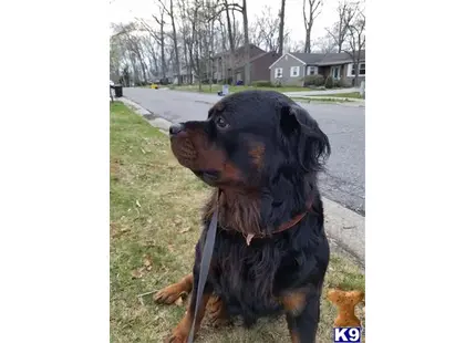 Rottweiler