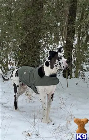 Great Dane stud dog