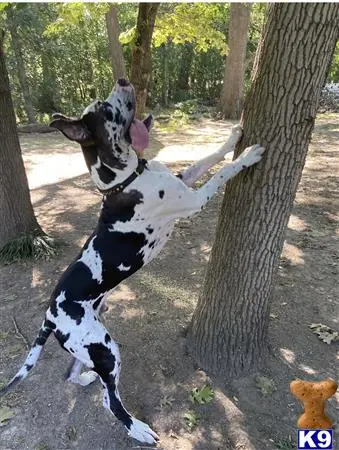 Great Dane stud dog