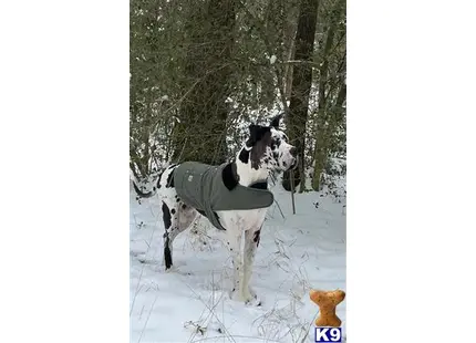 Great Dane