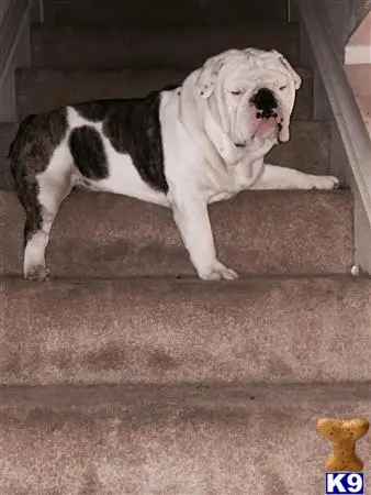 English Bulldog stud dog