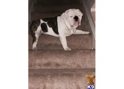 a english bulldog dog standing on a carpet