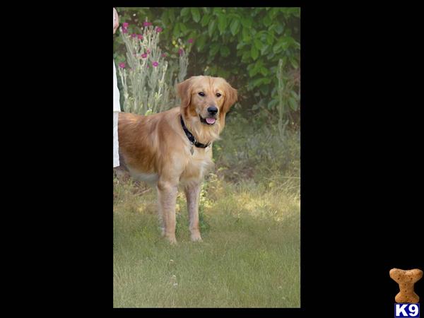 a golden retriever dog standing on grass