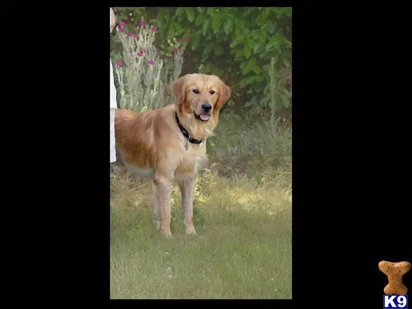 Golden Retriever stud dog