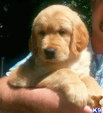 Golden Retriever stud dog