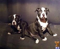 american pit bull puppy posted by durbin_78