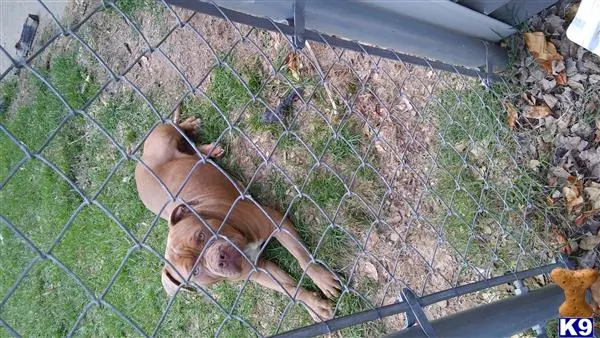 American Bully stud dog