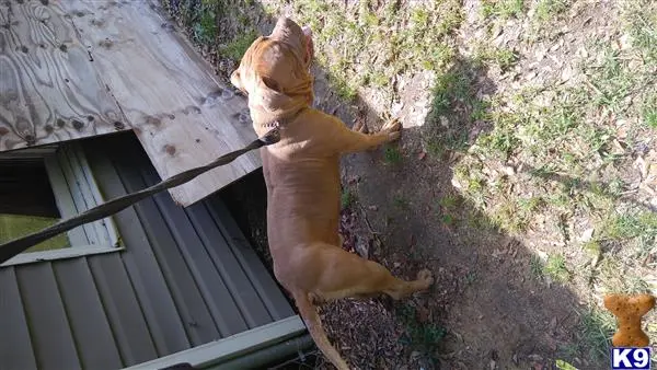 American Bully stud dog