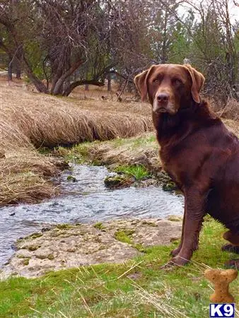 Labrador Retriever stud dog