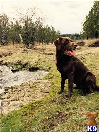 Labrador Retriever stud dog