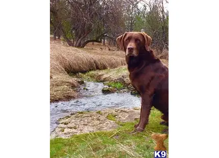 Labrador Retriever