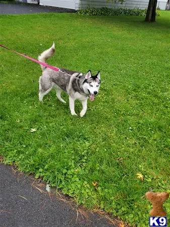 Siberian Husky