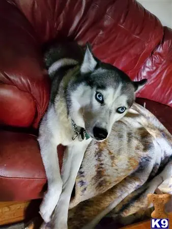 Siberian Husky female dog