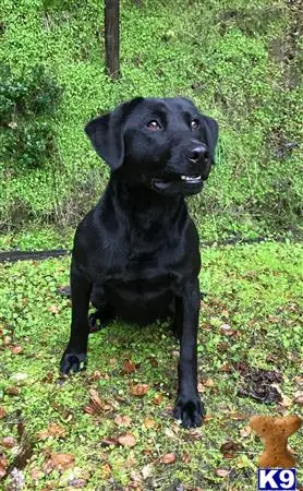 Labrador Retriever stud dog