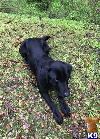 Labrador Retriever stud dog