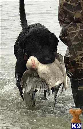 Labrador Retriever stud dog