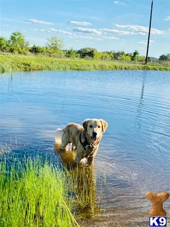 Golden Retriever stud dog