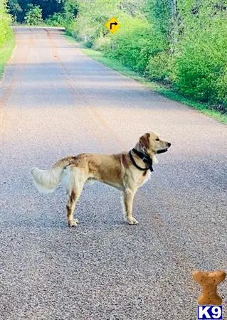 Golden Retriever stud dog