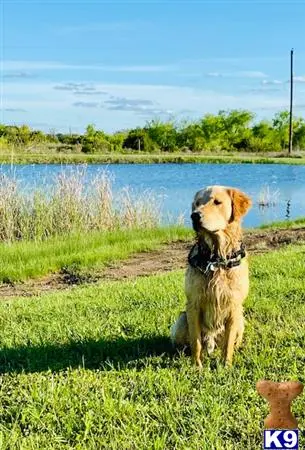 Golden Retriever stud dog