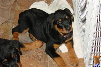 puppies for sale in grand junction rottweiler puppy for sale orange grand junction co 9 years puppies for sale in grand junction rottweiler puppy for sale orange grand junction co 9 years